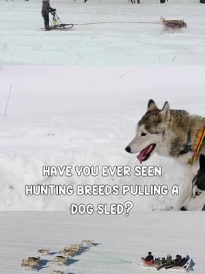 LOLOL #dogsledding #mushing #americanfoxhound #goldenretriever #dogsports 