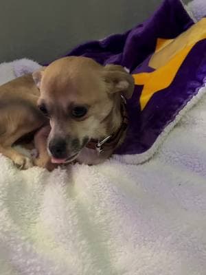 #Emilio #adopted #garbagecan #romeyknowsbest #romeysworld #foryoupage #chihuahuastiktok 