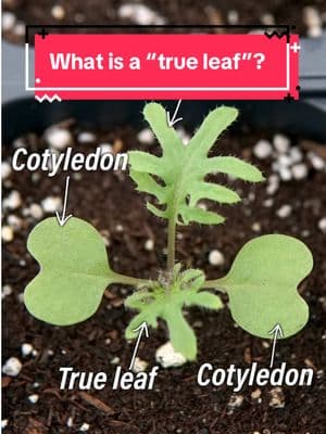 When reading through our growing guides you may come across phrases like “up-pot when the first set of true leaves appears”, “thin seedlings when there are 1–2 sets of true leaves” or something to that effect. So, what are true leaves?  First, we should talk about cotyledons. Cotyledons are part of the seed and are the first leaves to appear after the seed has germinated. The next leaves that grow will be the plants’ first set of “true leaves”. They resemble the shape of what the mature plants’ leaves will look like. 💚🌱 #territorialseedcompany #homegarden #seedstarting #sowingseeds #gardening 