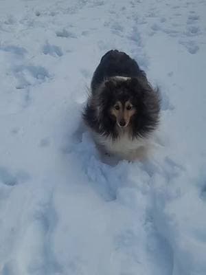 Feather in her idea of a #fieldofdreams #purejoy #snowdogs #shelties #shetlandsheepdog #dogs #Feather #followingfeather 