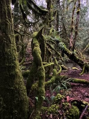 I can’t get enough of a #mossyforest 💚 #washingtoncheck #fyp #pnwonderland #hikingtiktok 