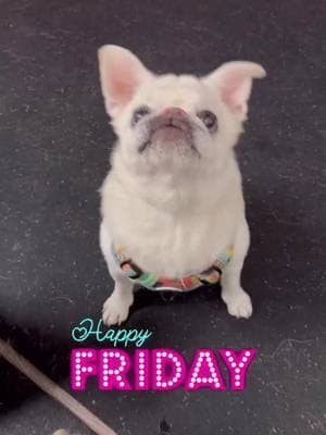 HAPPY FRIDAY EBERYBODY 😆😂💋🐶🤙 #fridayvibes               #happyfriday #fridayvibes #happydance #weekendvibes #surfpug #surfgidgetthepug #weekendoff #pets #pugslife 