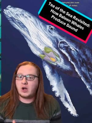 #onthisday Whales rely on their communication abilities to not only interact with each other, but to even navigate their world. And the different groups of whales use different methods for sound production. While we've known that toothed whales, like dolphins, utilize a series of air sacs and phonic lips in their nasal passage to produce their sounds, we only knew that baleen whales like humpbacks USE their larynxes, we just didnt know HOW. But with this new study released on February 21st, we now know exactly how these large whales produce sound through their larynx. Lets talk about it #TeaoftheSea #whale #whales #whaletok #marinebiology #whalesquad #ocean #oceanography #voicebox #voice #blueplanet #dolphintok #dolphin #oceantok #seatok #sealife #marinelife 