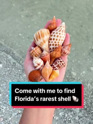 What a day!!!! I hope the sea star makes it 🥹 #shells #shelling #seashells #florida #shelltok #foryouuuu #fypシ #fyppp 