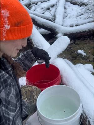 Maple Tapping Season: I CAN’T BELIEVE WE GOT THIS MUCH SAP IN 1 DAY🤯  #mapletok #maplesyrup #maplesyrupseason #homestead 