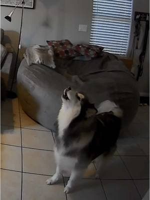 I can’t believe I got this on camera 👀 #huskys #howlingdog 