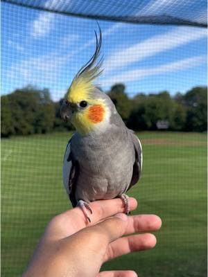 Happy 4th hatchday Arrow! Hope to spend some many more years together :) #antiwingclipping #fullyflighted #cockatiel #cockatielsoftiktok #parrot #parrotsoftiktok 