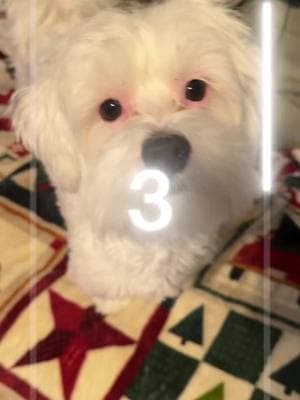 #ralphieandjeanie #ralphiethemaltese #ralphie #thomaskinkade #maltese #malteseoftiktok#maltesedog #maltesepuppy #maltesepup #cutedog #filter #fyp #cutiepatootie 