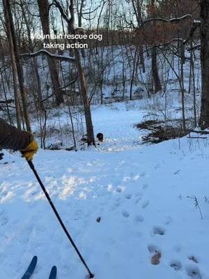 Bleu to save the day !!! #dogsoftiktok #ski #dogs #bernese #rescue 