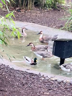 Swan geese, barncle geese and hooded cranes #swangeese #swangoose #swangeeseofinstagragram #ansercygnoides #barnaclegeese #barnaclegoose #barnaclegeeseofinstagram #hoodedcrane #hoodedcranes #crane #cranes #cranesofinstagram #mallard #mallards #bibbedmallard #blackbibbedmallard #duck #ducks #ducksofticktok #geese #goose #geeseoftiktok #waterfowl #anseriformes #anatidae 