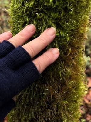 Are you obsessed with #moss like I am?? 💚💚 #washington #pnwonderland #naturetherapy #mossyforest #mossytrees 