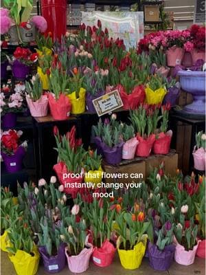 walked into my local grocery store and omg 🌷☀️ spring is upon us! #springtime #flowers #tulips #tulipsseason #positiveenergy #positivereminders #springiscoming 