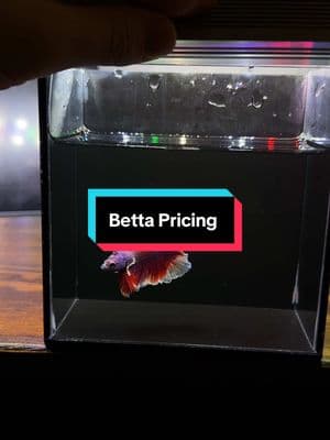 Curious about our price increase? It's all about keeping our bettas healthy, happy, and top-notch care #pnwbettas #bettashop #SmallBusiness #fishstore #fishshop #fyp #fishkeeping 