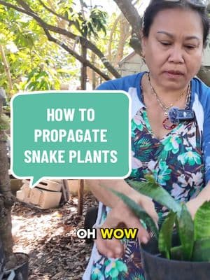 How to propagate your own snake plants! Quiz: do they like lots of water or not? #snakeplants #propagation #gardening 