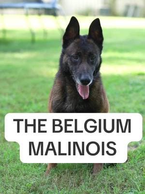 BELGIUM MALINOIS  Order now  #calvinwilbon #dogeducation #dogsoftiktok #dogknowledge #dogsmart #dogsoftiktokviral #dogsvideo #dogcommunication #dogschool #dogwhisperer #dogcommunicator #dogsofinstagram #viral #fyp #trend #trending #trendingreels #viral #foryoupage