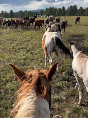 love this herd #horseriding #horseherd #wrangling #westernhorse #westernlifestyle #horseranch #duderanch #wrangler #Summer #summerjob #americannights