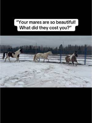 now i gotta grieve him for longer than I ever knew him  #dun #Halo #cowhorses #cowhorse #reining #reininghorse #docbar #docolena #docsoak #grullapaint #tobianopaint #tobiano #grulla #grullatobiano #grullatobianopaint #aphaproud #cuttinghorse #riding #horseriding #equestrian #barn #horse #horses #horsesoftiktok #paint #paints #painthorse #painthorses #painthorsesoftiktok #whitehorse #whitehorses #whitehorsesoftiktok #mare #mares #maresoftiktok #paintmare #paintmares #paintmaresoftiktok #overo #overopaint #overopainthorse #overopainthorses #overopainthorsesoftiktok #overos #overosoftiktok #blueeyes #blueeyed #blueeyedhorse #barlink #barlinkbred #barlinkmachoman #medicinehat #medicinehatpaint #apha #americanpaint #americanpainthorse #halter #halterbred #riding #horseriding #grademare #pintohorse #shasta #barrelracing #appaloosahorse #appaloosa #murphy 