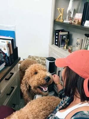 Estos son mis breaks ❤️❤️❤️🥰@YELANY #dog#dogsoftiktok #doglovers #breaks#Love#dogmom#cutedogs#reals#workingwithdogs#kiara#kamora#koopershibainu#goldendoodle 