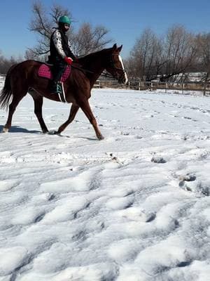 Ruby/Karyzo ❤️ #horse #warmblood #mare #prettyhorse #horsegirl #horseriding #horselove #horselover #kwpn #chestnuthorse #chestnutmare #horselove #horselover #winterriding #cutehorse #horsetok #horsesoftiktok #dutchwarmblood #importedhorse #warmbloodhorse #horselover #equestrian 