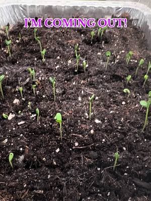 Holy hyperactivity Batman.  It’s Sunday and these seeds well planted on Friday!  Evidently my plants have superpowers!#ADHD #crafteroftiktok #wedding #weddingonabudget #DIY #gardening #gardening101 #weddingshowerideas #zinnias #sowing #plants #sowingseeds #miraclesdohappen #miracle #surprise