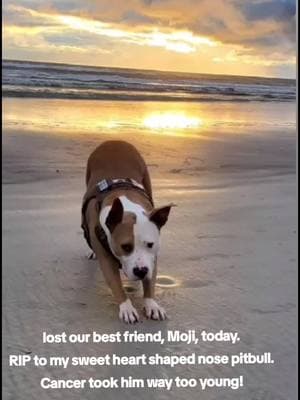 #onedayillneverforget #illneverforgetyou #pitbull #pitbullsoftiktok #gonetoosoon #iwasntready #missyouforeverandalways #bestfriend #heartshapednose #nannydog #iloveyousomuch #byefornow #doggyheaven #brokenheart 