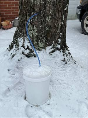 Maple Tapping Season: Update on my parent’s trees! (I CAN’T BELIEVE IT!!!!) 🙌  #mapletok #mapletapping #maplesyrup #maplesyrupseason #homestead 