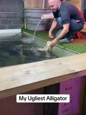 #alligatorsoftiktok #americanalligator #alligatorwrestling 