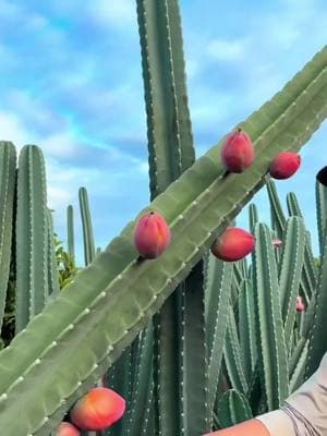 Have You Ever Eaten a Cactus? Here’s What It Tastes Like! 🌵🤯 #cactus #cactuslovers #cactusfruit 