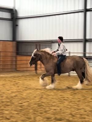 Riding my imported 3 year old stallion 🤩 Tarzan #stallion #stallionsoftiktok #gypsystallion #importedstallion #fyp 