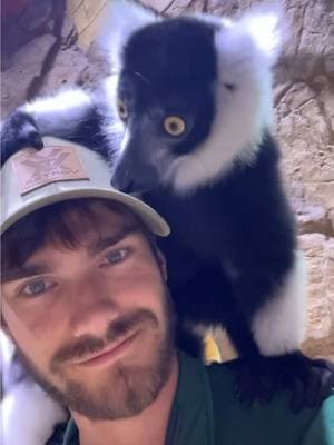 When you’re just trying to work but the lemurs won’t get off of you… #zookeeper #zoo #lemur #ruffedlemur #animals #dreamjob 